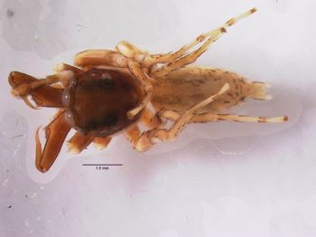 Media type: image; Invertebrate Zoology 21477